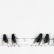 Illustration for article titled The Dead Fly Artwork Of Magnus Muhr